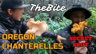 Oregon Chanterelle Hunting  The Golden Valley