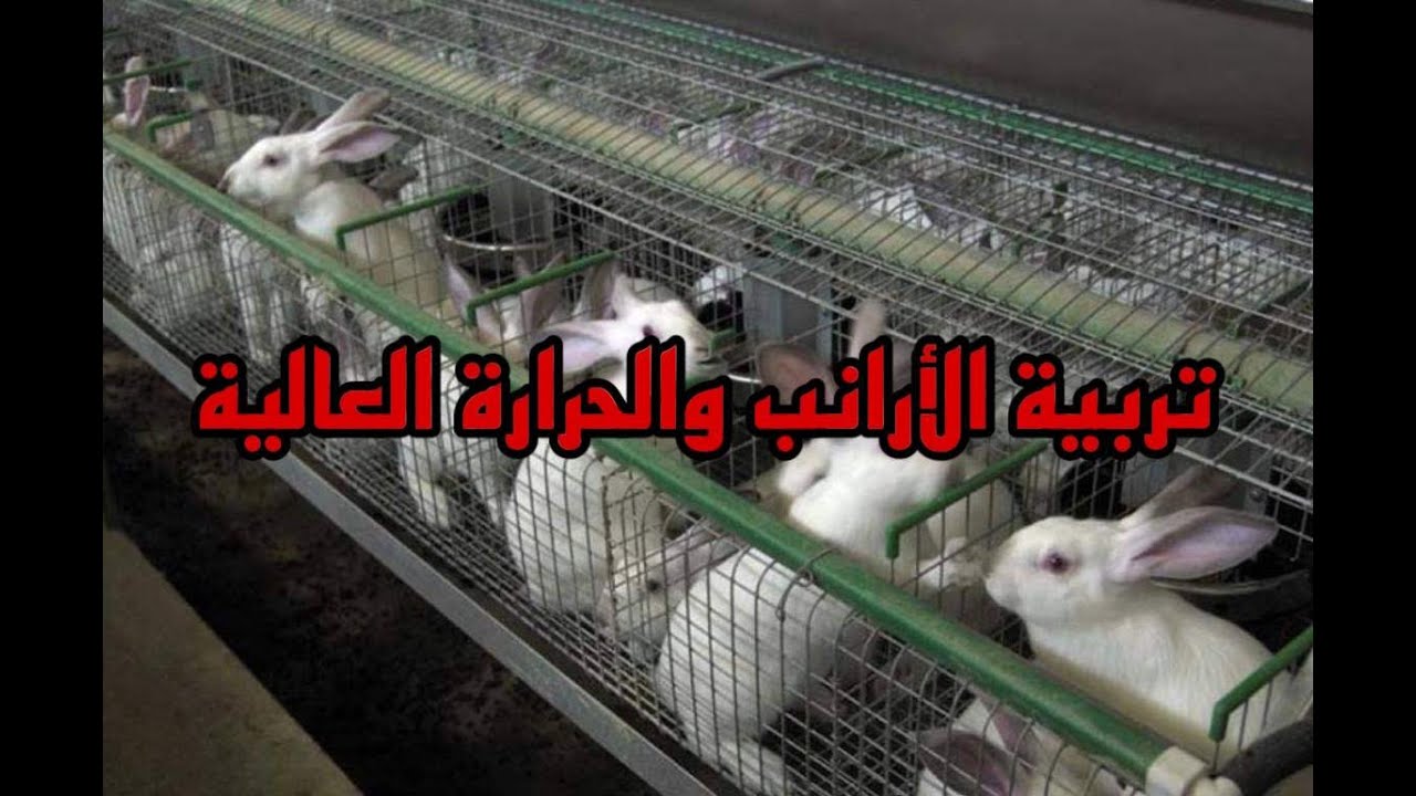 كيف تحمي الأرانب من موجات الحرارة العالية؟