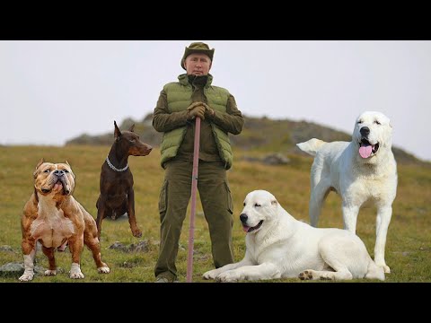 Какие собаки охраняют Путина дворец, и его семью.