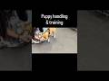 Allowing physical handling is a sign of trust, but it isn’t the same as a trained response.  #puppy