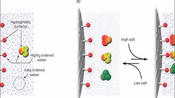 Hydrophobic Interaction Chromatography Theory and Principle