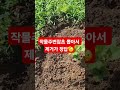 양평#농사#마늘#주아#도전#일상#관리#지속#수확#멍#구독#귀촌#꿀팁#좋아요#초보#주말#자연#친환경#열심#설명#키우기#농작물#방법#놀기#힐링#여유#잡초