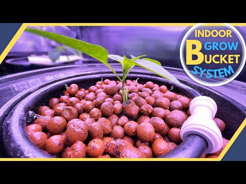 Grow LOTS of Food Indoors - This SIMPLE Kit Will Help You Do It