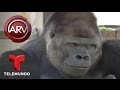Un gorila de Japón es considerado como muy guapo | Al Rojo Vivo | Telemundo