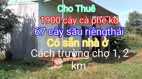 Cho thuê dt 2,1 héc cà phê kd xen sầu riêng nhà cửa điện nước đầyđủ, cách trường chợ 1,2km
