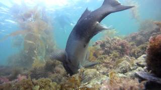 sheephead/garibaldi vs sea urchins