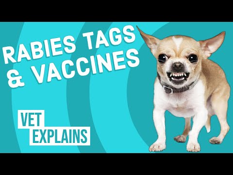 Video: Apa itu tag rabies?