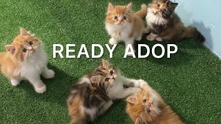 Kucing persia gembul bulu kapas ready adop ✅ pasukan kemocheng hidup by Oco Nugroho 1,455 views 10 months ago 4 minutes, 5 seconds