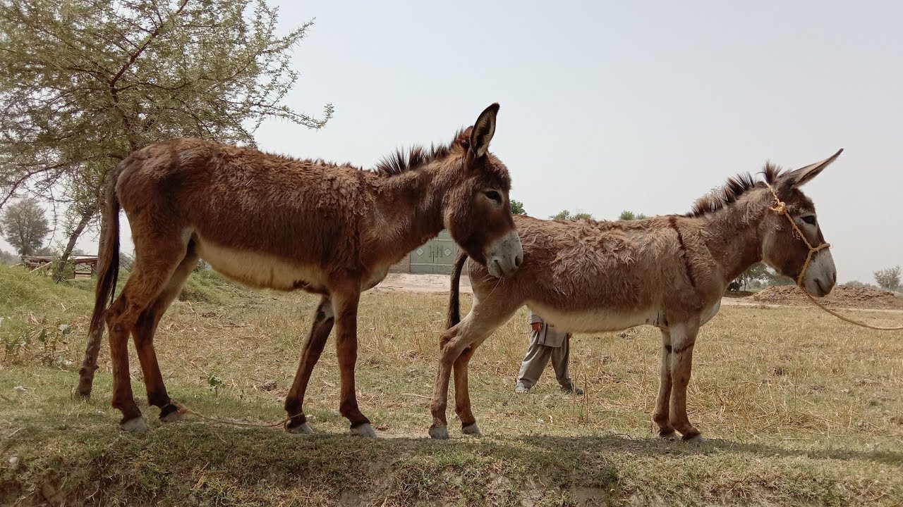 donkey mating YouTube(03)