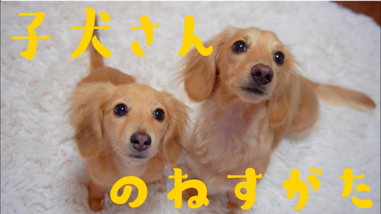 【カニンヘンダックスフント】子犬♡生後6ヶ月♡超かわいいねすがた！ YouTube