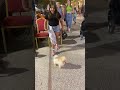Le place în Italia cățelușelor #sofiabrindas #vlog #demibrindas #dogshorts