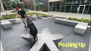 Jack | 1 yr old GSD | 2 Week Pawcademy | The DogPa K9 Trainer | Omaha NE | Be a Teachers Pet