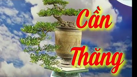 SH.5344. Cây Cần Thăng dáng Huyền đẹp giá hợp lý các bác yêu không. Đth liên hệ 0969.114.131.