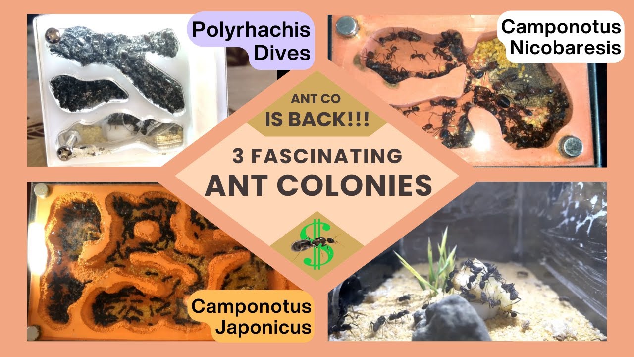 Ant Co Returns: Meet 3 Fascinating Ant Colonies and Their Queens! - YouTube