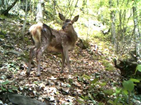 კავკასიური კეთილშობილი ფურ ირემი / Red Deer (Cervus elaphus) in Lagodekhi Protected Area
