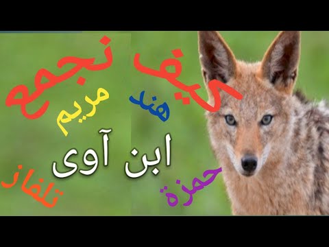 ما هي الأسماء التي ت جمع جمع مؤنث سالم ما هو جمع هند ما هو جمع حمزة ما هو جمع ابن آوى
