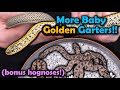 Our Golden Garters and Hognose Snakes had more Babies!