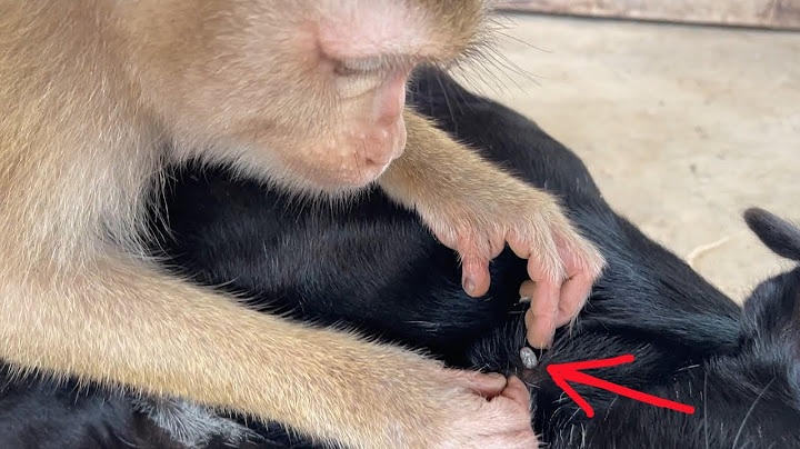 ASMR Monkey Grooming| Oh My Gosh!! Zueii Trying To Catch Tick That Lives And Zuck The Bloodd Of Dog