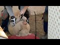 Farm Fridays ~ Video on how Mr. Pig gets his Teeth and Feet done