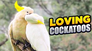Funny Cockatoo Lovers Show Affection