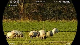 Sheep at 405m with Pixfra Draco 635R Multispectral Binoculars