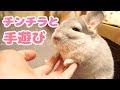 チンチラと手遊びしてみたら、めちゃくちゃ癒された!!Play with chinchillas