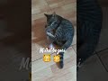 Milka Bezori Milka Bezori