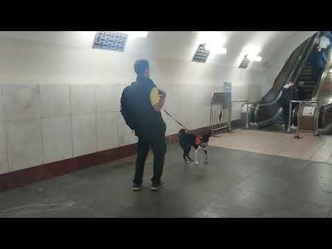 Как проехать с собакой в метро. Лайфхак.
