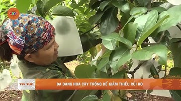 ĐA DẠNG HÓA CÂY TRỒNG ĐỂ GIẢM THIỂU RỦI RO  | VTV5