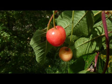 Vidéo: Cerisier Des Oiseaux, Cerisier Ou Cerapadus ?