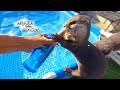 The Diet of an Otter That Loves Sweetfish [Otter Life Day 815]