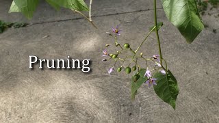 Pruning (a poem of sorts)