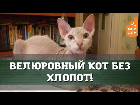 Велюровый кот без хлопот!