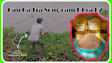 Câu cá tra sông bằng cám R1 và R2. Vừa xuống cần lên hàng luôn. #cầnthủđồngtháp #câucátrasông #camr1