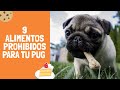  9 alimentos prohibidos para tu pug  