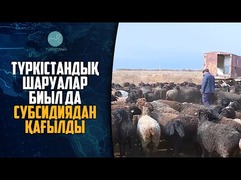 Бейне: Түркістандық гентян