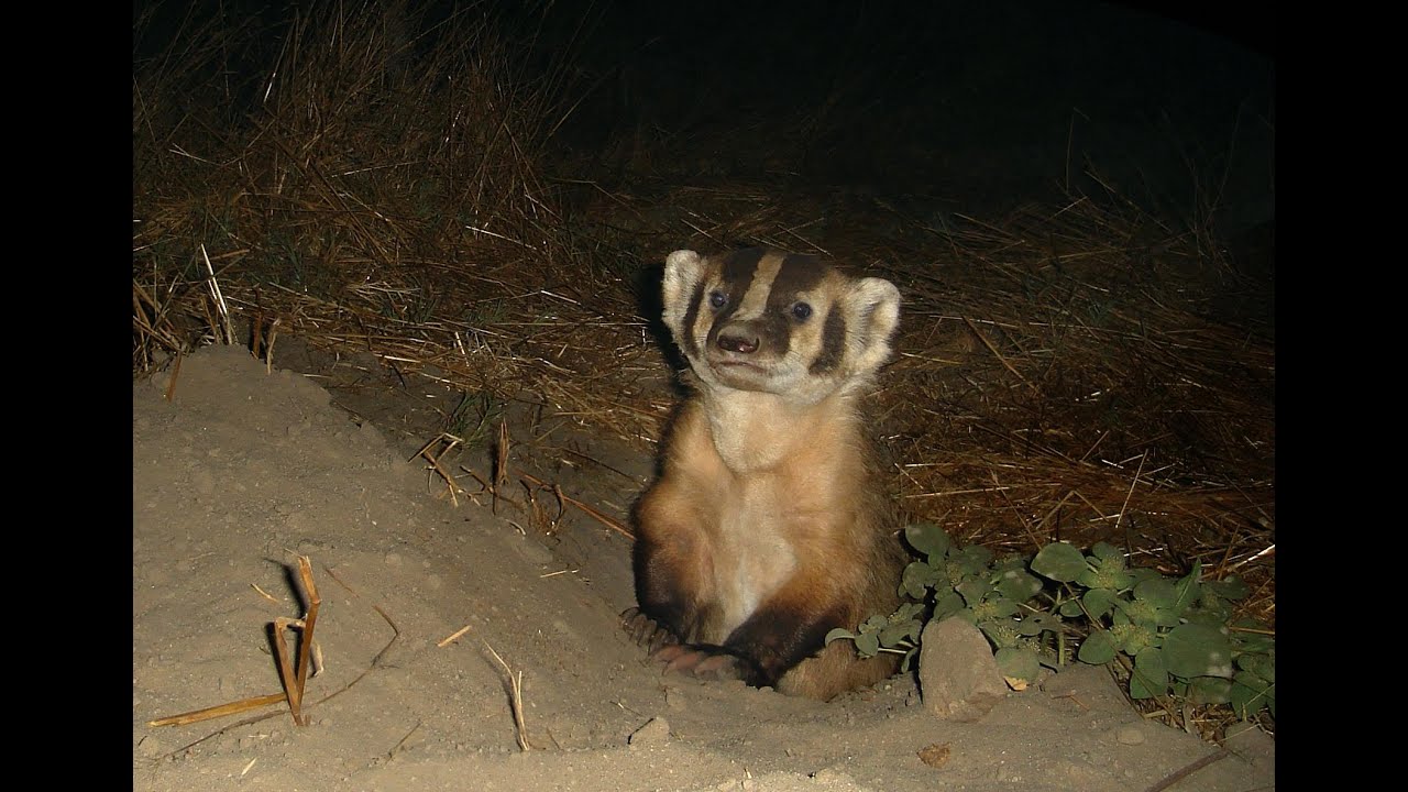 American Badgers Taxidea taxus in California - YouTube