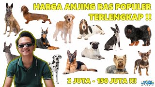 Harga Anjing Ras Populer (Herder, Golden, Dalmatian, Mini Pom, Pug, dll) di Indonesia LENGKAP !!