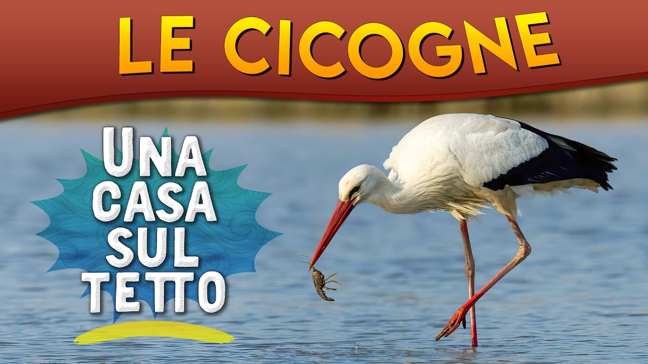 Le Cicogne: una casa sul tetto ► Puntata 66