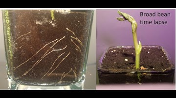 Time lapse - Broad bean growth  using red LED light - First 19 days