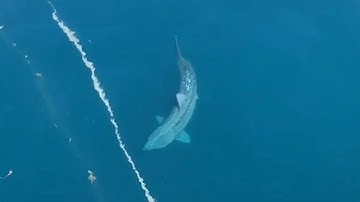 Sightings That PROVE The Megalodon Exists - Part 3