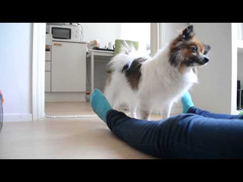 Video: Papillon pennut