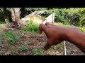 Muito trabalho aqui no sítio veja que nós já fizemos