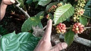 50 pohon,stabil 8 kwintal basah.perawatan MAS SUPREH