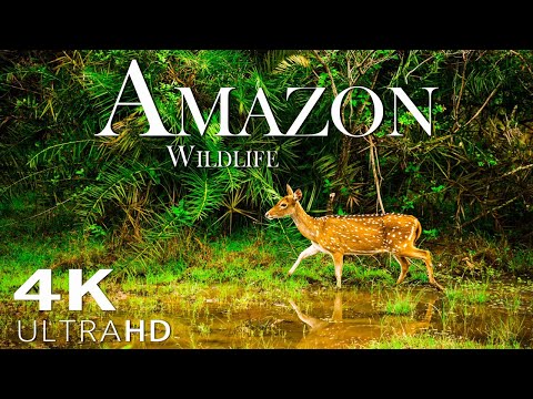 Animals That Call The Jungle Home Amazon Rainforest Heart Music