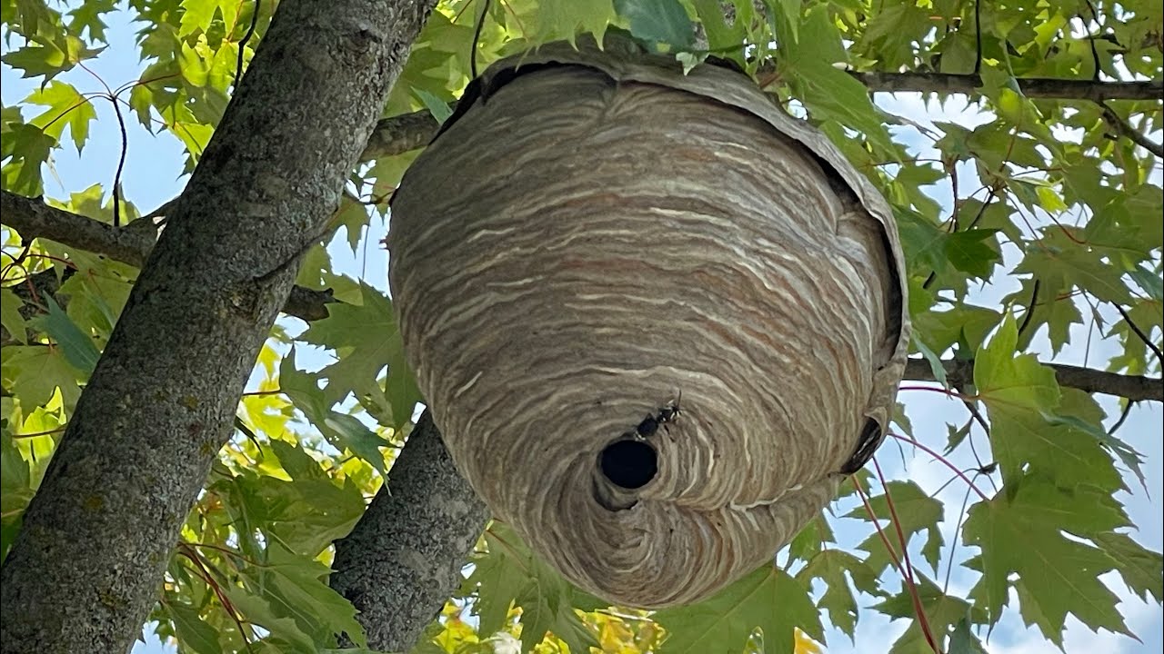Brake Cleaner Vs Hornet Nest Does Brake Cleaner Work Faster Then Wasp brake-cleaner-vs-hornet-nest-does-brake-cleaner-work-faster-then-wasp