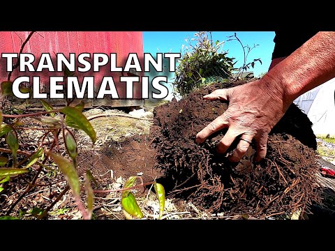 Video: Gids voor Clematis-transplantatie: tips voor het herplanten van een Clematis-wijnstok