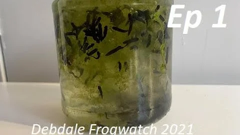 Debdale Frogwatch 2021 - Episode 1 - Setting up the tanks and introducing the Tadpoles