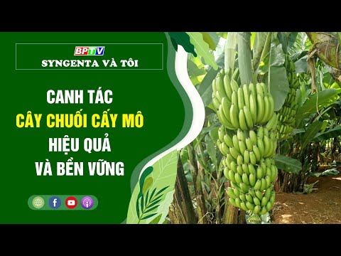 Video: Cây chuối trong nhà: mô tả, tính năng chăm sóc, ảnh và đánh giá