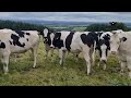 20 Pedigree Autumn Calving  Heifers For Sale